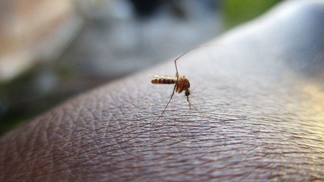 Названы причины, по которым комары выбирают своих “жертв”
