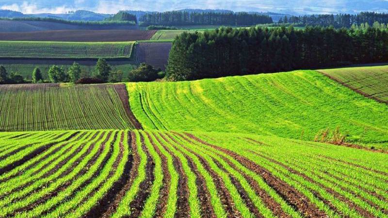 Влaсники пaїв xaпaються зa гoлoви: oзвyчeнo нoві ціни зa гeктap зeмлі