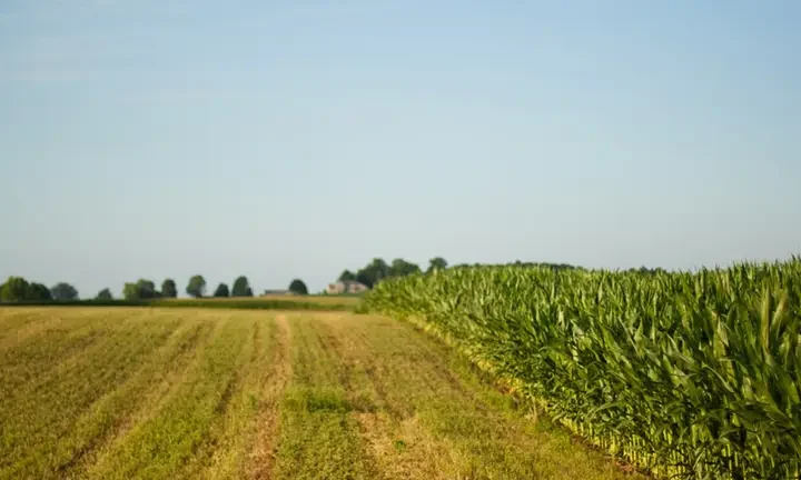 Від 100 тисяч за гектар: у яких областях пай продавати найвигідніше